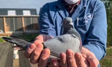 Posta güvercini 'New Kim' 1,6 milyon avroya satıldı