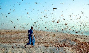 Tanzanya'da çekirge istilası