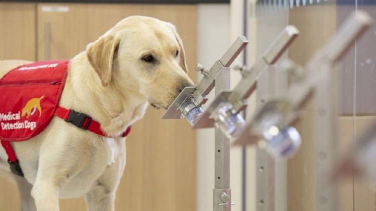 Eğitimli köpekler ter kokusundan Kovid-19'u tespit etti
