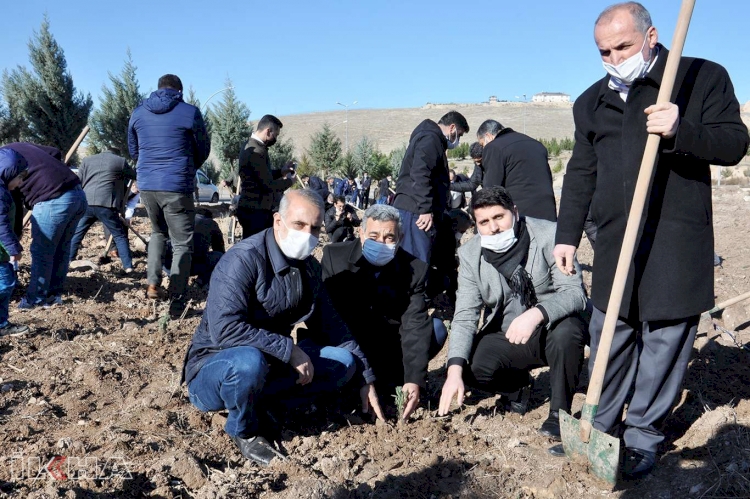 'Şehit Yasin Börü Ormanı'na 20 bin lavanta fidanı dikildi