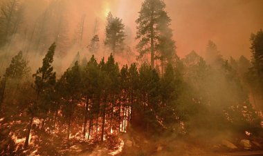 California'daki 'Caldor' yangını 756 kilometrekare alanı tahrip etti