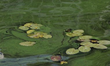 İklim değişikliği Ukrayna'da nehirlerde çiçeklenme sürecini uzattı