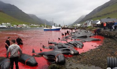 Faroe Adaları’ndaki 'festivalde' 1500'e yakın balina ve yunus katledildi