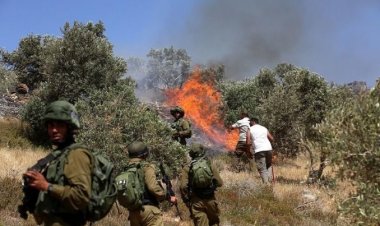 Sivil Yahudi işgalciler Filistinlilere ait zeytin ağaçlarını ateşe verdi