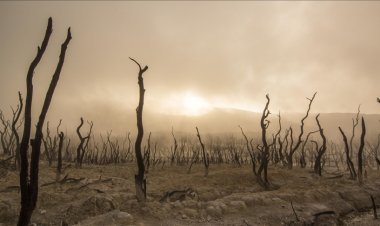 BM iklim zirvesinde 100'den fazla lider 2030'a kadar orman kaybını durdurmayı taahhüt etti