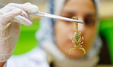 Mısır'ı akrepler sardı: 3 kişi öldü, 450 kişi yaralandı