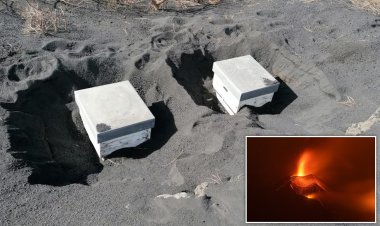 La Palma'da küllere gömülen arılar 50 gün hayatta kalmayı başardı