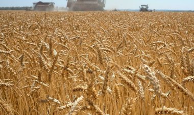 Afrika ülkelerinin yarısı buğday ithalatının en az üçte birini Rusya ve Ukrayna'dan yapıyor