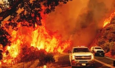 Meksika'da son 24 saatte 39 orman yangını çıktı