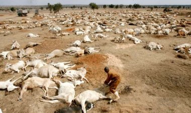 Etiyopya'da kuraklıktan ötürü 1,5 milyon hayvan telef oldu
