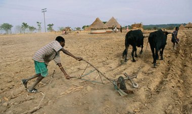 Afrika'nın 'tahıl ambarında' üretim yüzde 40'tan fazla düştü