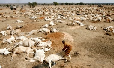 Etiyopya ve Kenya'da kuraklık nedeniyle 3,6 milyon çiftlik hayvanı öldü