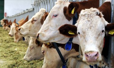 Brüksel'de "helal kesim" yasağına karşı 127 bin imza toplandı