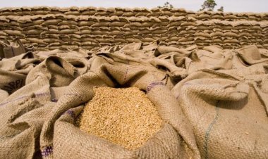 Bangladeş, Rusya'dan 500 bin ton buğday satın alacak