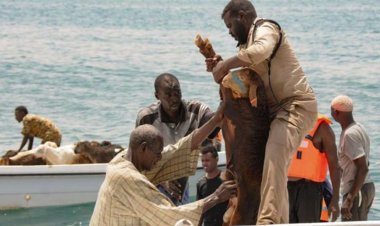 Sudan'da gemi battı: 15 binden fazla küçükbaş hayvan telef oldu