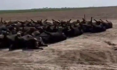 ABD'de sıcak havalardan dolayı binlerce sığır telef oldu