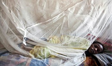 Nijerya'da Lassa ateşi 158 can aldı