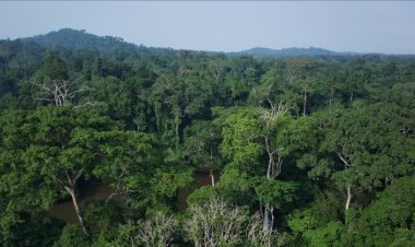 Çin, Batı Afrika'nın koruma altındaki gül ağaçlarından milyon dolarlar kazanıyor