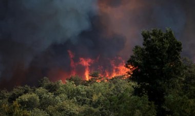 Slovenya'da çıkan orman yangınında 1000 hektarlık alan yok oldu