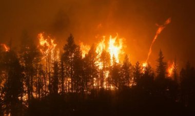 Belçika'da orman yangınlarına karşı alarm verildi