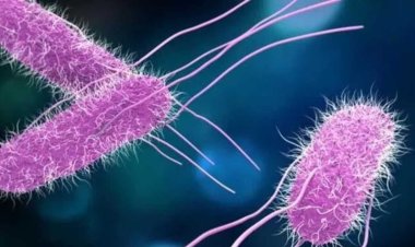 Avrupa'da salmonella krizi büyüyor