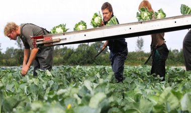 Almanya'da tarım ürünleri üretici fiyatları temmuzda yıllık 33,4 arttı