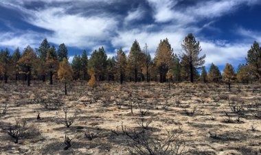 İklim krizi ağaçları tehdit ediyor