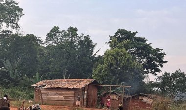 Dünyanın en büyük karbon yutağı ormansızlaşma riski altında