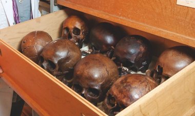 Belçika'da sömürge döneminden kalma insan kafatasları satışa çıkarıldı