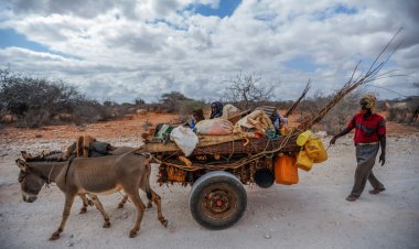 Kenya'da yerlerinden edilen 40 bin insana her gün yenileri ekleniyor