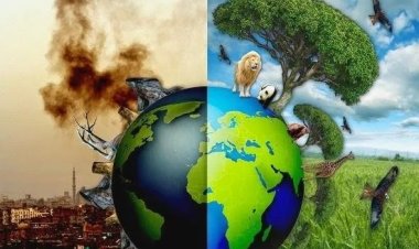 Beşeri unsurlar nedeniyle Dünya’daki canlı türünün yüzde 25'i yok olma tehlikesi altında