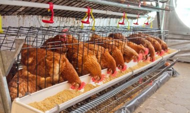 Brezilya’da kuş gribi alarmı: Acil durum ilan edildi