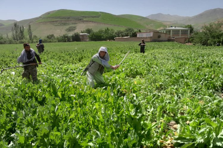 Afganistan'da uyuşturucunun ekimi ve satışı yüzde 98 azaldı