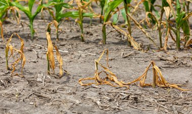 Yükselen sıcaklıklar dünyanın kırsal bölgelerinde kuraklık riskini artırıyor