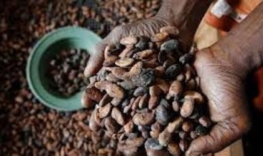 Fildişi Sahili aşırı yağış nedeniyle kakao ihracatını durdurdu