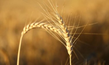 Rusya’nın tahıl koridorundan çekilmesinin ardından ABD’de buğday fiyatı yükseldi