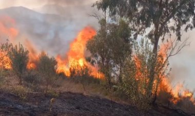 Cezayir, 7 farklı kentte orman yangınları ile mücadele ediyor