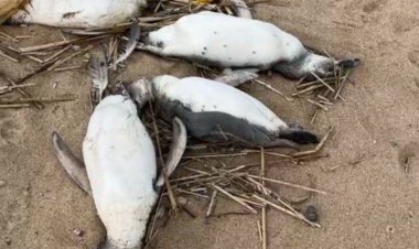 Uruguay'da binlerce penguen sahilde ölü bulundu