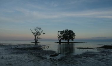 Dünya Meteoroloji Örgütü: Güney-Batı Pasifik'te iklim değişikliğinin etkileri artıyor