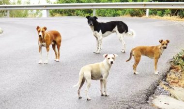 İspanya, sokaktaki sahipsiz köpeklere karşı etkin bir şekilde önlem alıyor