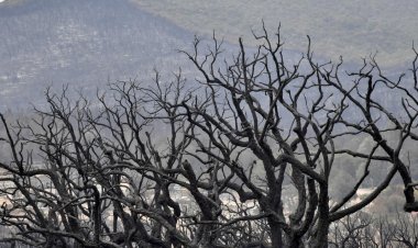Cezayir Sivil Savunma Başkanlığı: Tüm orman yangınları söndürüldü