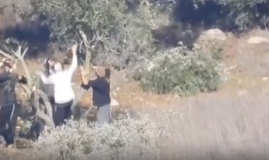 Yahudi yerleşimci çeteler, Filistinlilere ait zeytin ağaçlarını kesti