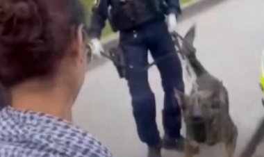 İsveç'te polis, Filistin'i destekleyen öğrencilere köpekle müdahale etti