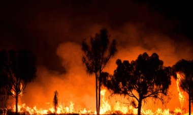 Dünya genelinde orman yangınları etkili oluyor