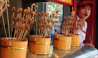 Singapur'da 16 böcek türü yiyecek olarak onaylandı