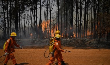 Brezilya'da 2024'te İtalya büyüklüğünde orman küle döndü
