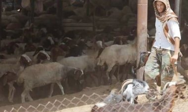 Siyonist işgalciler, A'riha'nın kuzeyinde bir eve el koydu, 60 koyun çaldı