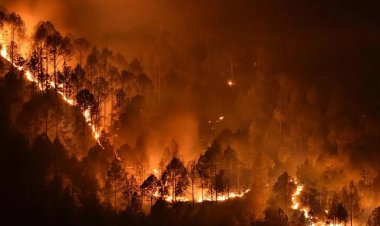 Suriye'de orman yangını kontrol altına alınamıyor