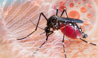 İtalya'da Batı Nil Virüsü vakaları artıyor