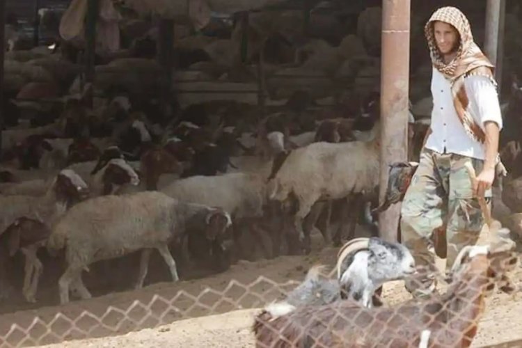 Siyonist işgalciler, A'riha'nın kuzeyinde bir eve el koydu, 60 koyun çaldı